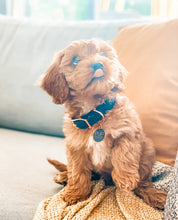 Greys for Days City Collar