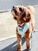 "Sweet Apple" Suburban Collar (Seconds)