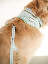 "Sweet Apple" Suburban Leash (Seconds)